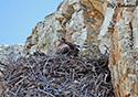 Aquila chrysaetos